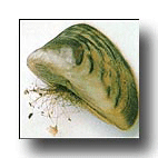 EC-4000 Series Zebra Mussel Prevention