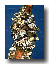 Ecological Coatings - Zebra Mussel Attachment To Wood